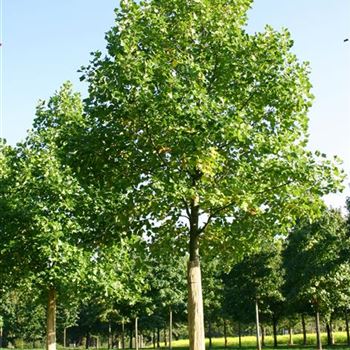 LTU_Sol_baum_6xv_300-400x60-70x500-700_R_ESCH900_11_10_05_4802.jpg
