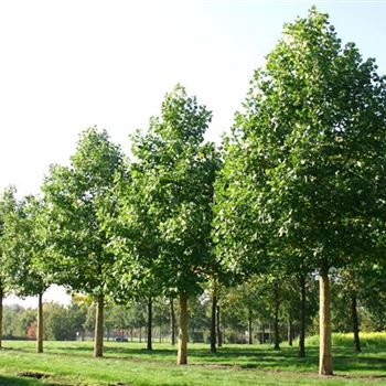 LTU_Sol_baum_6xv_300-400x60-70x500-700_R_ESCH900_3_11_10_05_4801.jpg