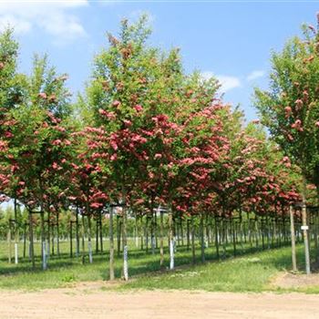 CLPSC_Sol_baum_4xv_150-200x25-30x400-500_Bluete_R_WE_23_05_08_23850.jpg
