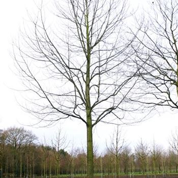 LTU_Sol_baum_7xv_400-600x60-70x700-900_R_DEE327_14_12_05_6841.jpg