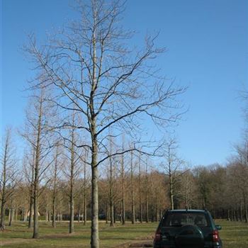 LTU_Sol_baum_7xv_400-600x70-80x700-900_R-900_08_03_11_ahl_36312.JPG