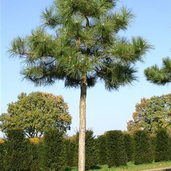 PNNI_Sol_baum_6xv_150-200x25-30_G_HOF5_28_10_05_5420.jpg