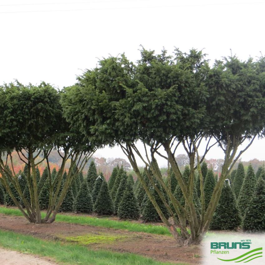 thuja jantar Jantar Arborvitae – Lichtenfelt's main image 1