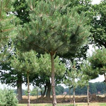 PNNI_Sol_baum_6xv_150-200x30-35x300-400_G_WE154_24_07_06_12622.jpg