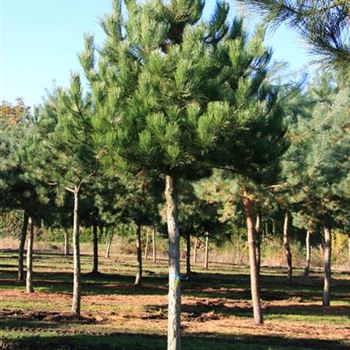 PNNI_Sol_baum_6xv_STU30-35_Kr_br150-200_G_MEI600_4_23_10_07_20735.jpg