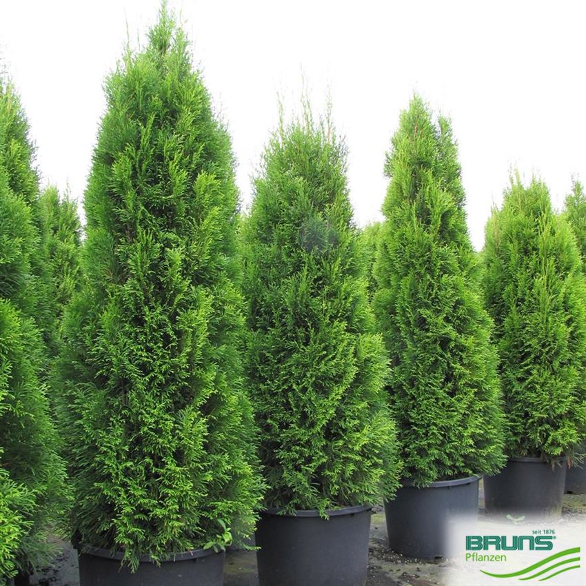 aukube zimmerpflanze Japanische Aukube - Aucuba japonica variegata