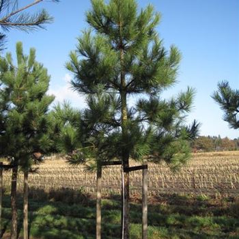PNNI_Sol_baum_5xv_150-200x35-40_G-1401_18_11_13_ahl_39369.jpg