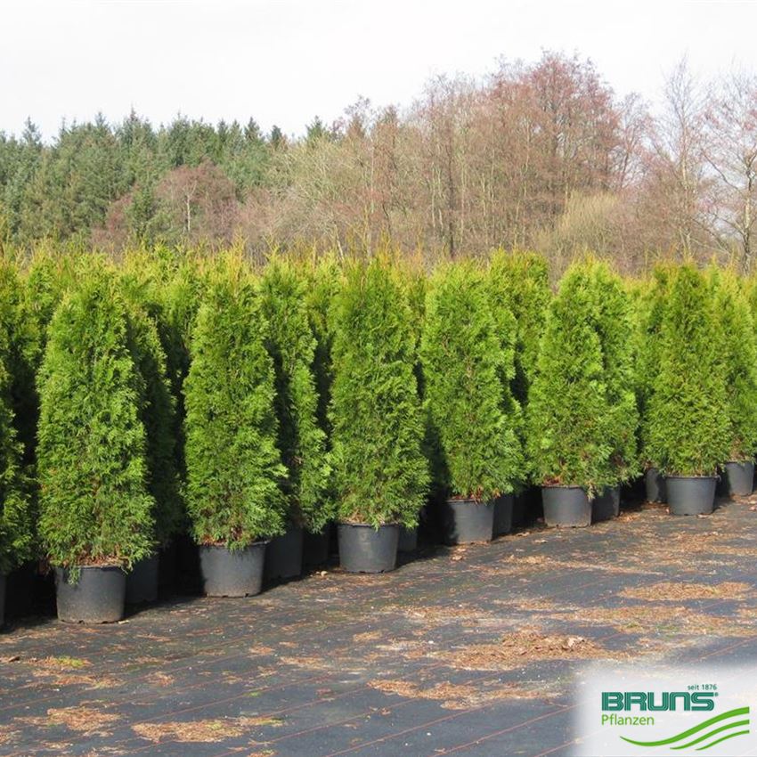 Thuja occidentalis 'Smaragd', Smaragd-Lebensbaum von Bruns Pflanzen