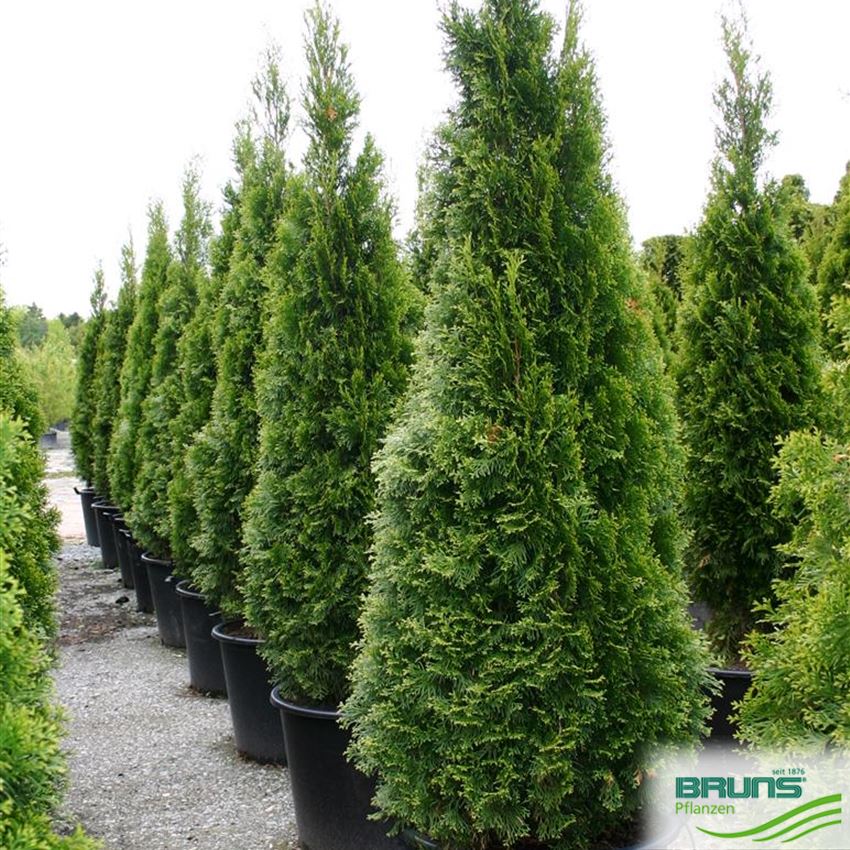 Thuja occidentalis 'Smaragd', Smaragd-Lebensbaum von Bruns Pflanzen