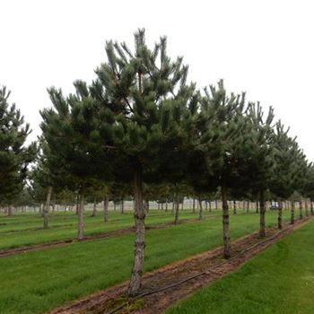 PNNI_Sol_Baum_6xv_200-300x40-45_G-301_08_02_16_wr_41985.JPG