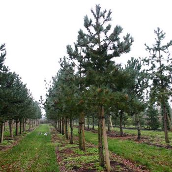 PNNI_Sol_baum_7xv_STU40-45_G_MITW_2_23_11_05_17754.jpg