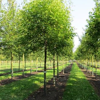 ANE_Sol_baum_4xv_150-200x20-25x400-500_R-87_17_09_14_kd_39474.JPG