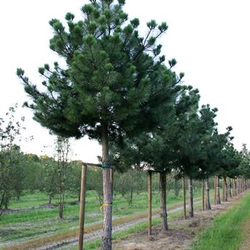 PNNI_Sol_baum_7xv_200-300x45-50_G_SCHW175_21_09_06_13419.jpg
