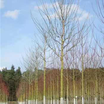 ANE_Sol_baum_4xv_150-200x20-25+x400-500_R_KA539_30_03_10_34390.jpg