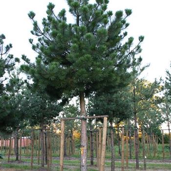 PNNI_Sol_baum_7xv_200-300x45-50_G_SCHW175_3_21_09_06_13418.jpg