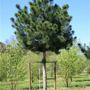PNNI_Sol_baum_7xv_STU45-50_Kr_br200-300_Ges_hoe500+_STH250_G_SCHW_2_16_04_07_17225.jpg