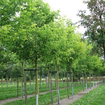 ANE_Sol_baum_4xv_150-200x25-30x400-500_R_KU188_20_08_08_24848.jpg