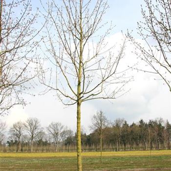 ANE_Sol_baum_5xv_200-300x25-30x500-700_R_LUE400_3_17_04_08_23126.jpg