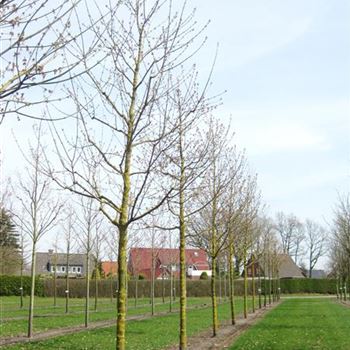 ANE_Sol_baum_5xv_200-300x30-35x500-700_R_J_HE372_2_29_03_10_34391.jpg