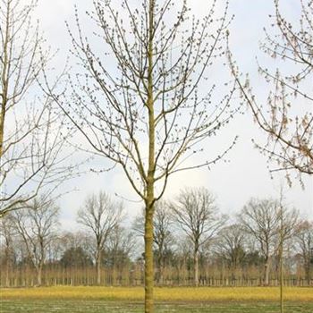 ANE_Sol_baum_5xv_200-300x30-35x500-700_R_LUE400_17_04_08_23130.jpg