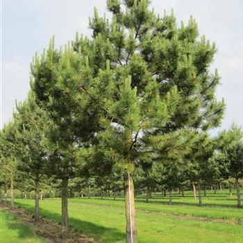 PNNI_Sol_Baum_7xv_300-400_60-70_G-301_04_11_15_kd_41026.JPG