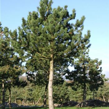 PNNI_Sol_baum_7xv_STU60-70_STH300_Kr_br300-400_G_WI354_25_01_07_15673.jpg