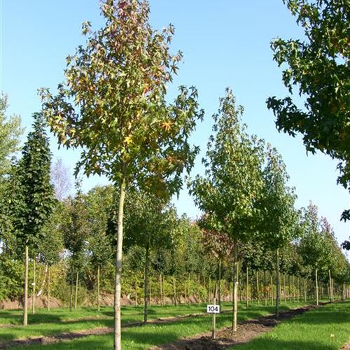 Liquidambar styraciflua 'Worplesdon'