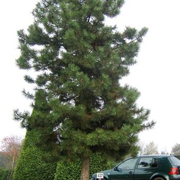 PNNI_Sol_baum_8xv_300-400x70-80_Ges_hoe700_OH_LUE437_J_He_07_11_06_14342.jpg
