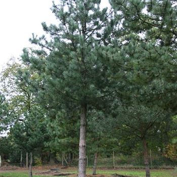 PNNI_Sol_baum_8xv_300-400x70-80_Ges_hoe700-800_STH290_G_MITW2084_06_11_06_14341.jpg