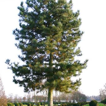 PNNI_Sol_baum_200-300x70x700-800_STH200_OH_LUE257_2_16_12_04_10981.jpg