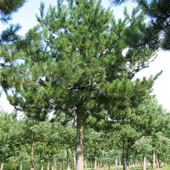 PNNI_Sol_baum_8xv_300-400x80-90_G_WI361_J_He_28_07_05_2781.jpg
