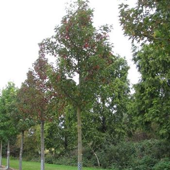 LSWO_Sol_baum_5xv_200-300x30-35x500-700_R-1076_09_10_15_jh_41490.jpg