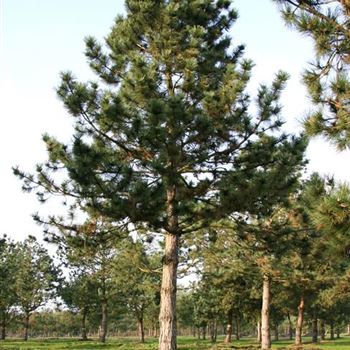 PNNI_Sol_baum_8xv_STU90-100_Kr_br400_G_WI_2_15_01_07_15607.jpg