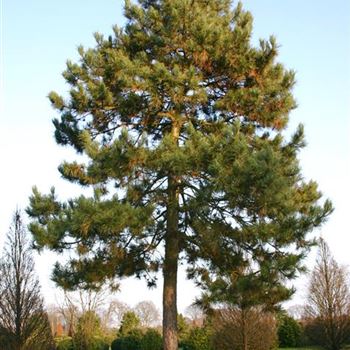 PNNI_Sol_baum_STU90_STH260_OH_LUE257_16_12_04_10984.jpg