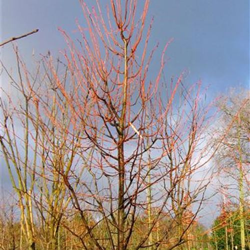Tilia cordata 'Winter Orange'