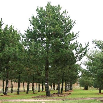 PNNI_Sol_baum_8xv_STU90-100_Kr_br400_G_WI_13_11_07_21154.jpg