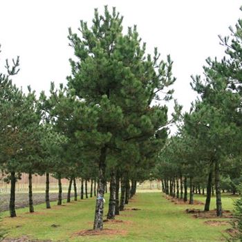 PNNI_Sol_baum_8xv_STU90-100_Kr_br400_G_WI_2_13_11_07_21153.jpg