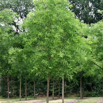SJA_Sol_baum_5xv_200-300x30-35x400-500_R_2_FL1018_20_07_06_12545.jpg
