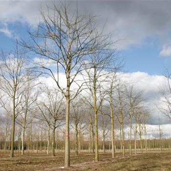 SJA_Sol_baum_5xv_200-300x35-40x400-500_R_WE558_24_03_06_9910.jpg