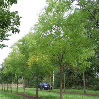 SJA_Sol_baum_5xv_200-300x40-45x500-700_R_HA20_31_08_09_30614.jpg