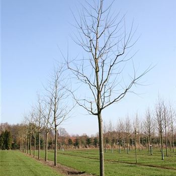 SJA_Sol_baum_5xv_200-300x40-45x500-700_R_BRE107_4_13_03_07_16531.jpg