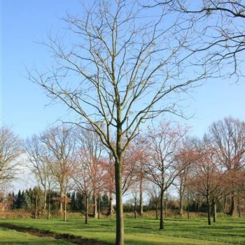 SJA_Sol_baum_6xv_400x60-70x700_STH250_3_R_BU1130_12_03_08_22581.jpg