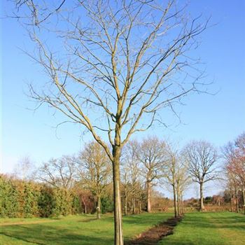SJA_Sol_baum_6xv_400x60-70x700_STH250_2_R_BU1130_12_03_08_22580.jpg
