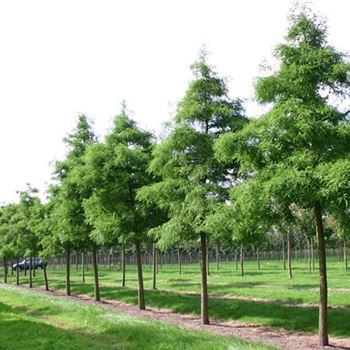 TDI_Sol_baum_4xv_150-200x20-25-30x400_R_ON1063_07_09_04_2572.jpg