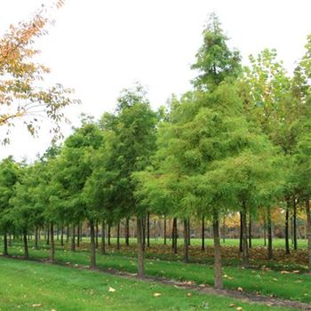 TDI_Sol_baum_5xv_STU30-35_R_BRE106_25_10_07_20798.jpg
