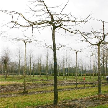 GBHO_Sol_baum_5xv_100-150x25-30_R_POL1201_17_03_05_156.jpg
