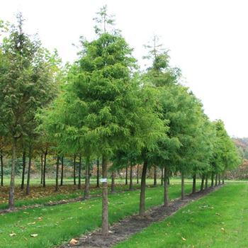 TDI_Sol_baum_5xv_STU30-35_R_BRE106_3_25_10_07_20796.jpg