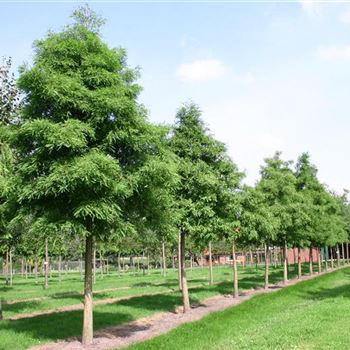 TDI_Sol_baum_5xv_30-35_R_ON1063_07_09_04_2573.jpg