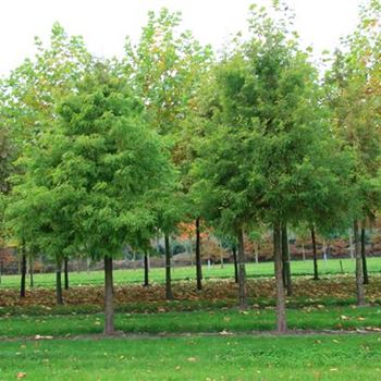 TDI_Sol_baum_5xv_STU35-40_R_BRE106_2_25_10_07_20799.jpg