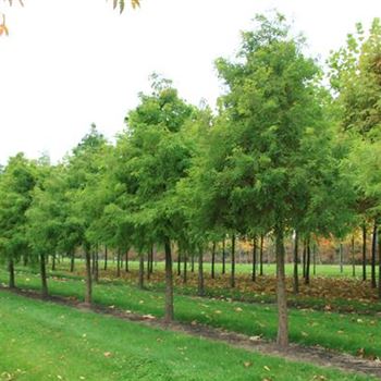 TDI_Sol_baum_5xv_STU35-40_R_BRE106_25_10_07_20756.jpg